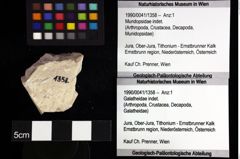 Foto (Objket + Etiketten) von Mundopsidae indet. 